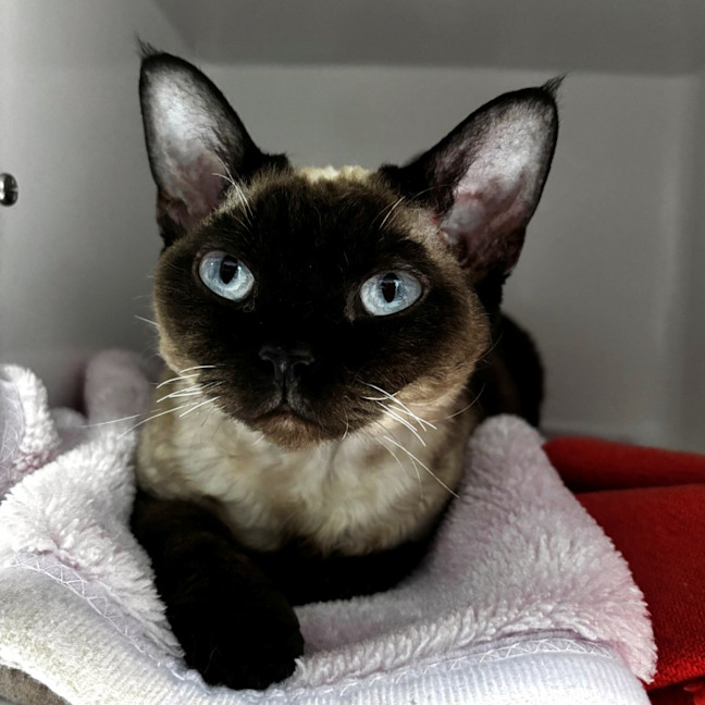 Photo of Mavi Suk015752