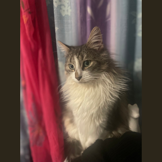 Photo of Suki