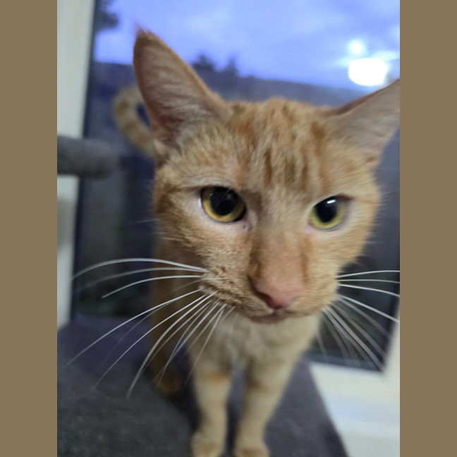 Photo of Nala