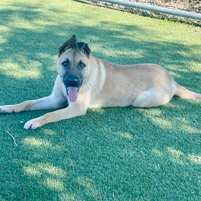 Photo of Darcy