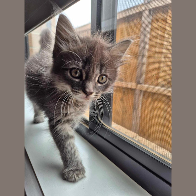 Photo of Stormy