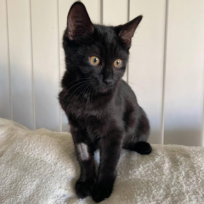 Photo of 12448   Poppy