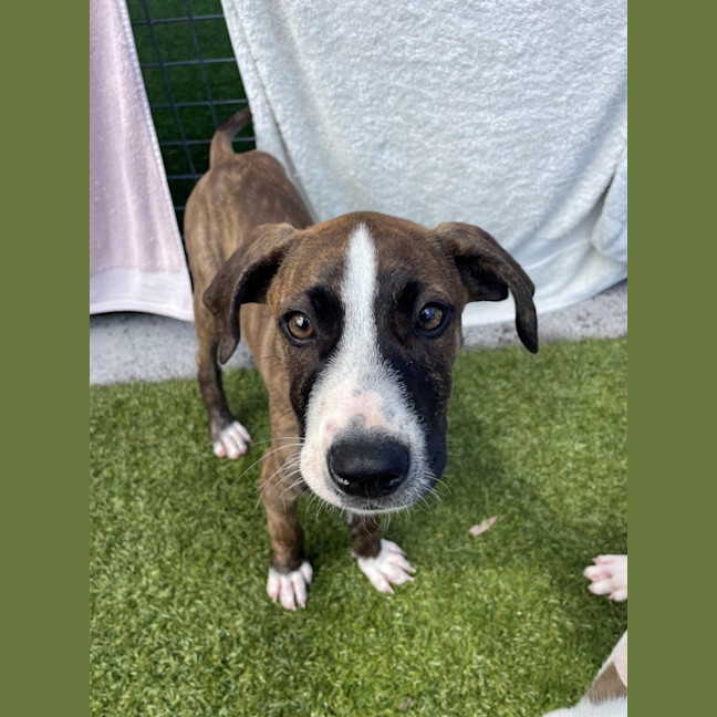 Photo of D1275 Paige