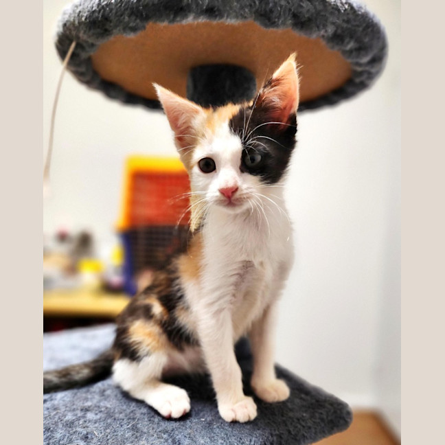 Photo of Tinker