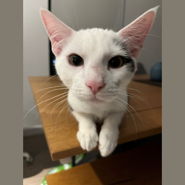 Photo of Mr Biscuits