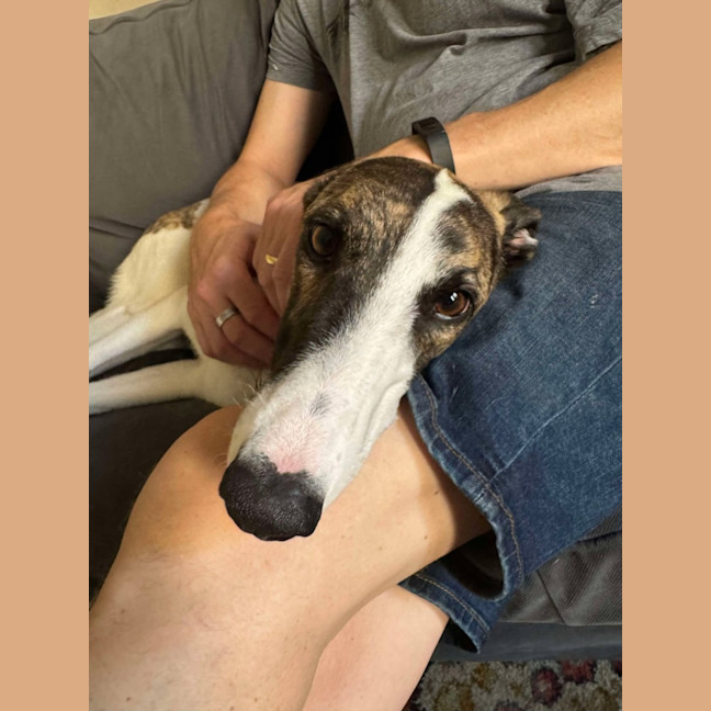 Photo of Lelani, The Greyhound
