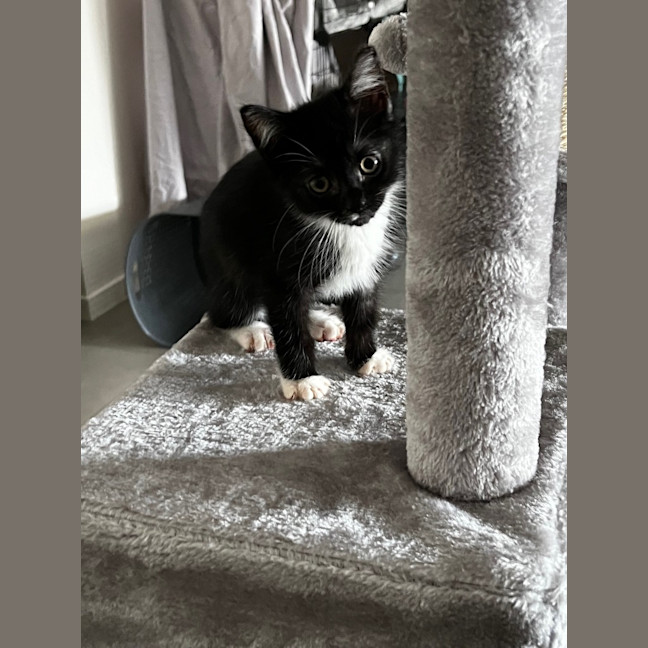 Photo of Checkers