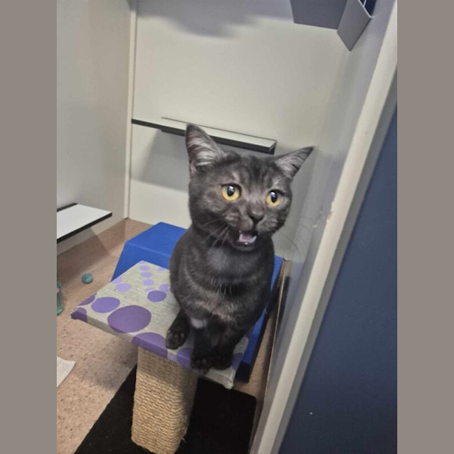 Photo of Kovu