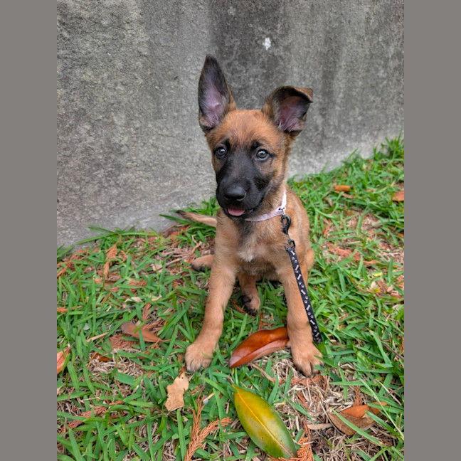 Photo of Top Gun Puppies