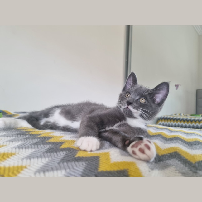 Photo of Louie