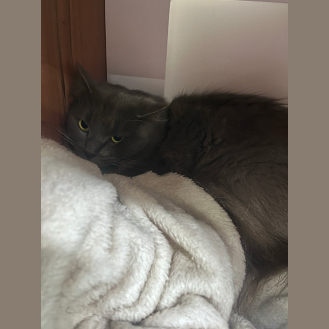 Photo of Kittu