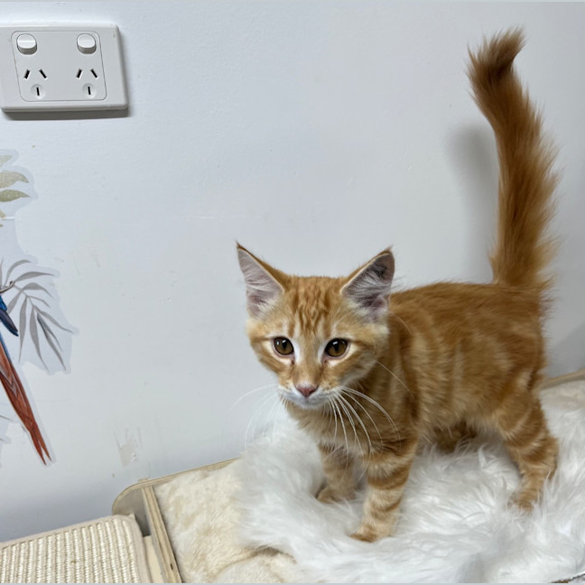 Photo of Boots