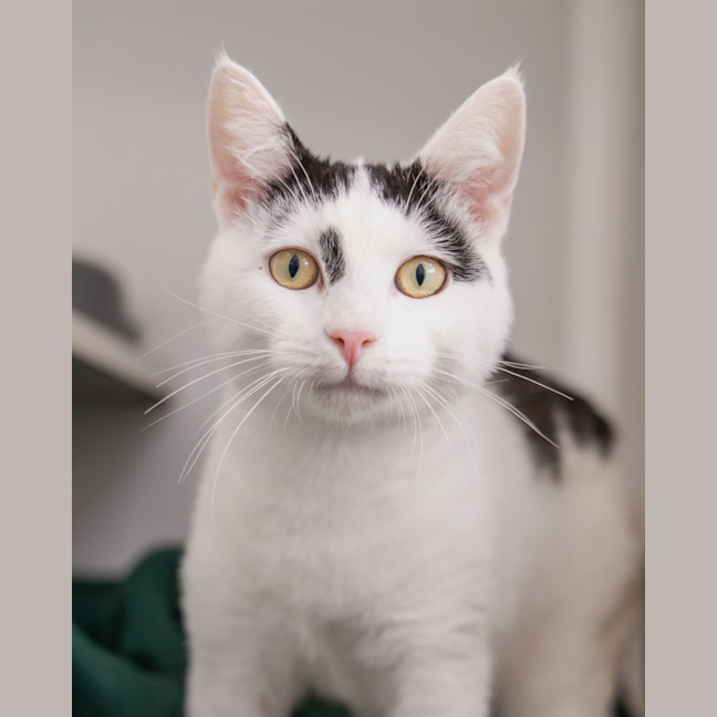 Photo of Pepe Le Pew