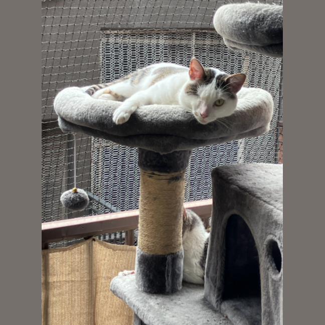 Photo of Bibi