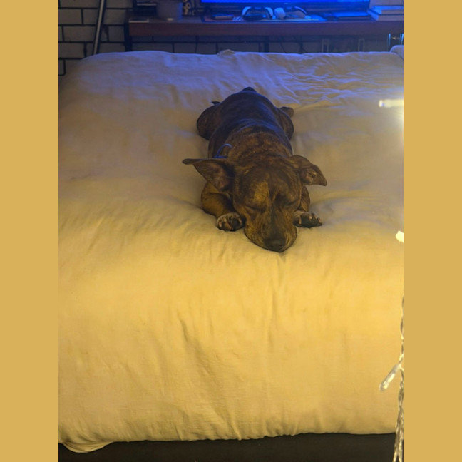 Photo of Tucker   2 Year Old Dachshund X Staffy