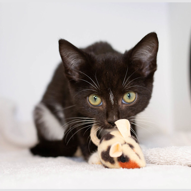 Photo of Domino