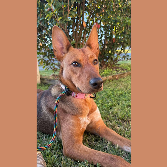 Photo of Daisy