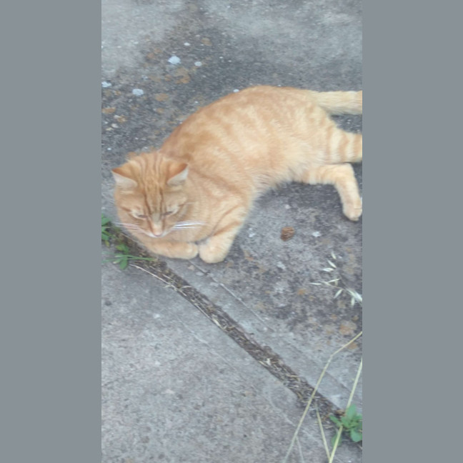Photo of Garfield