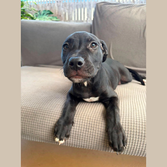 Photo of Kuro