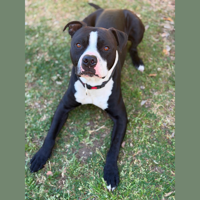 Photo of Loki