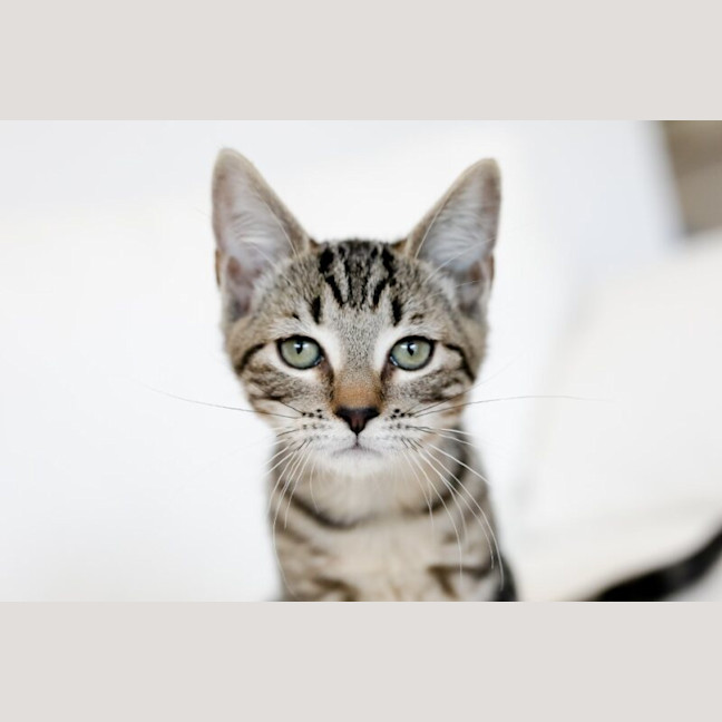 Photo of Pretzel
