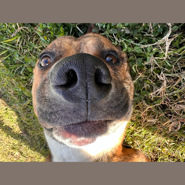 Photo of Butch