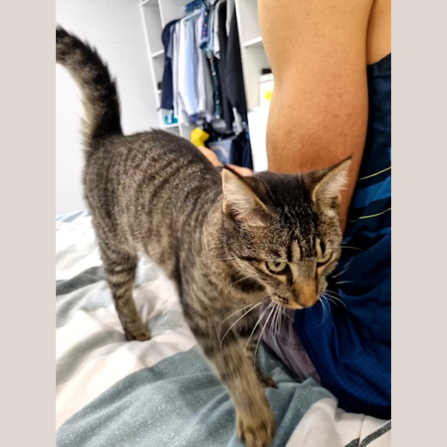 Photo of Buddy (Stripes) 