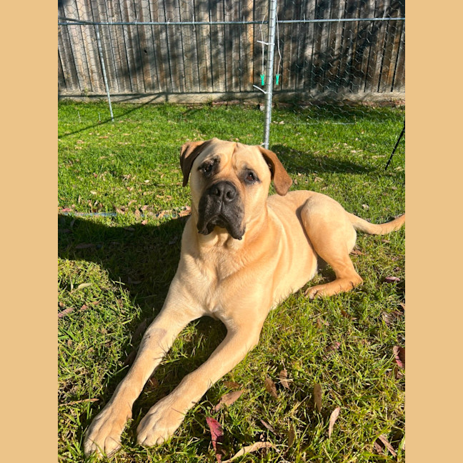 Photo of Buddy (63623)