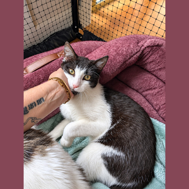 Photo of Pumpkin