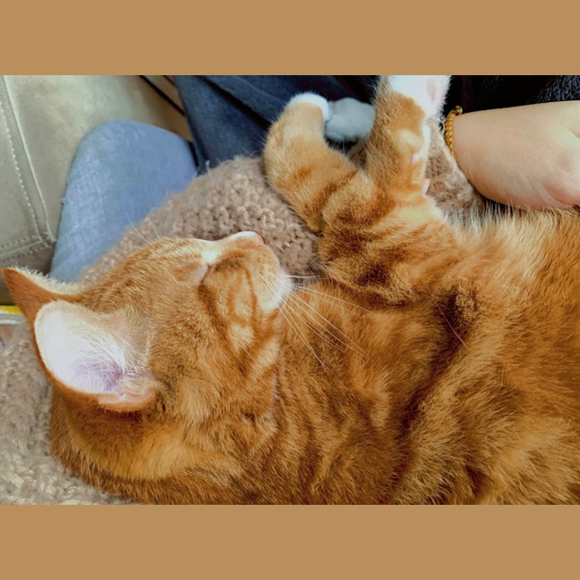 Photo of Archie