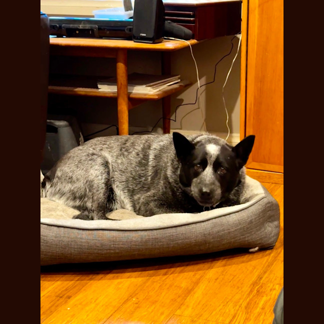Photo of Blue Blu