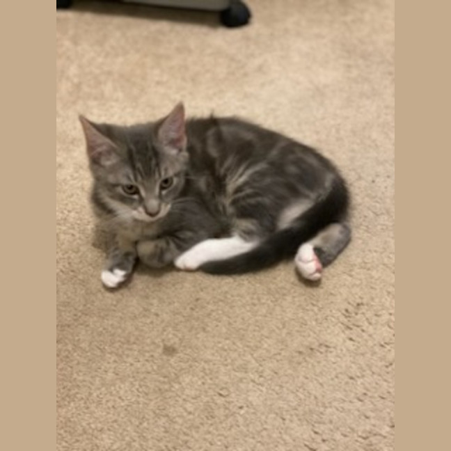 Photo of Ranger *9 Lives Project Rescue*