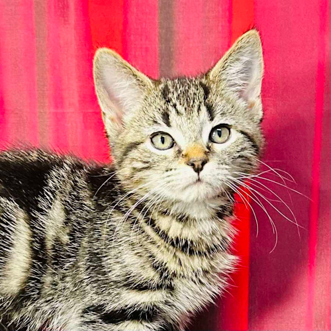 Photo of Pip (Located In Preston) 