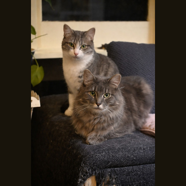 Photo of 🐾 Bailey & Odin 🐾