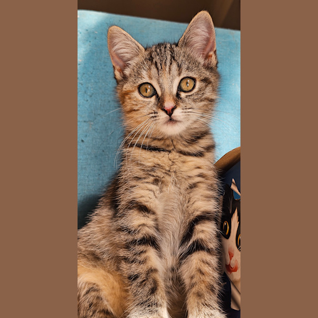 Photo of Cinnnamon