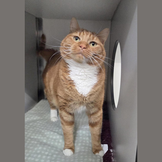 Photo of Cheeto