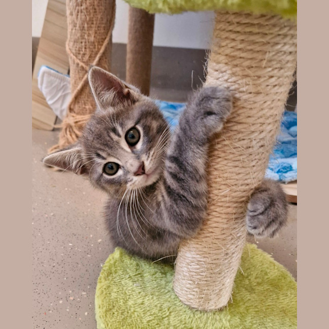 Photo of C1462 Comet