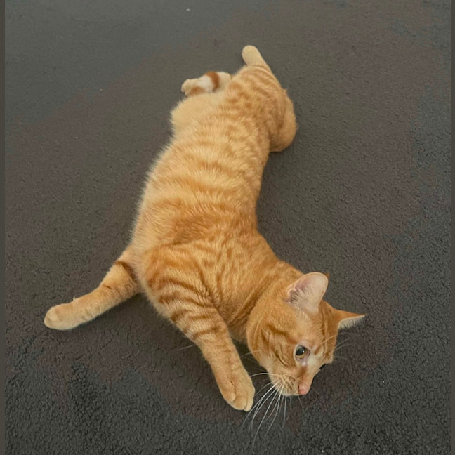 Photo of Teddy ❤️