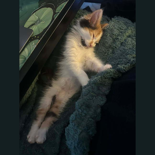Photo of Sushi