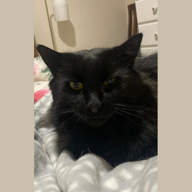 Photo of Midnight 