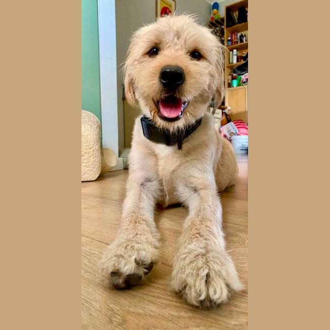 Photo of Toby