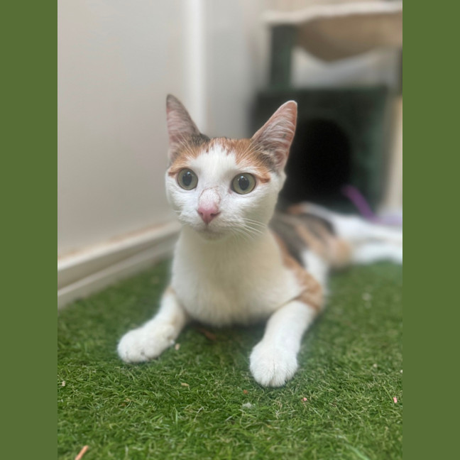 Photo of Juliet