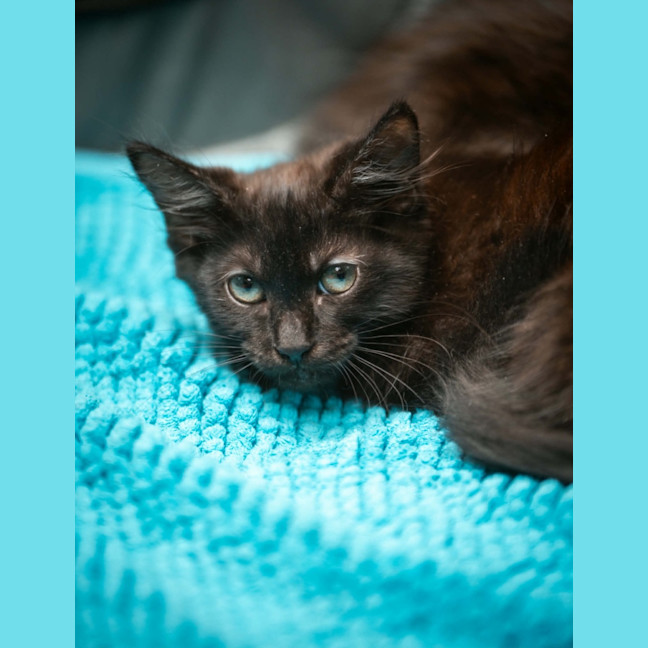 Photo of Beans