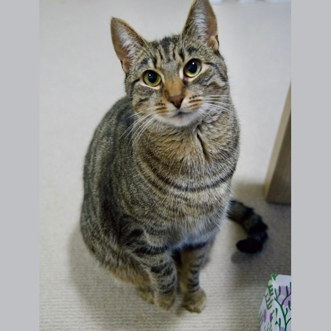 Photo of Wren
