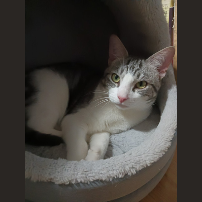 Photo of Houdini