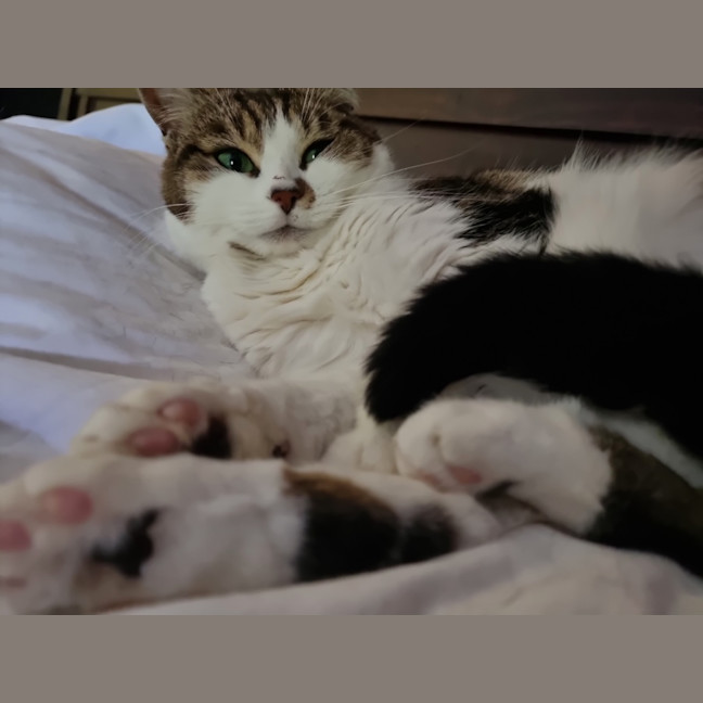 Photo of Monkey The Moon Cat 