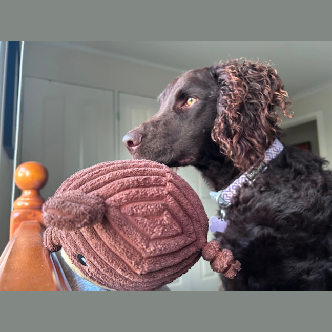 Photo of Angus