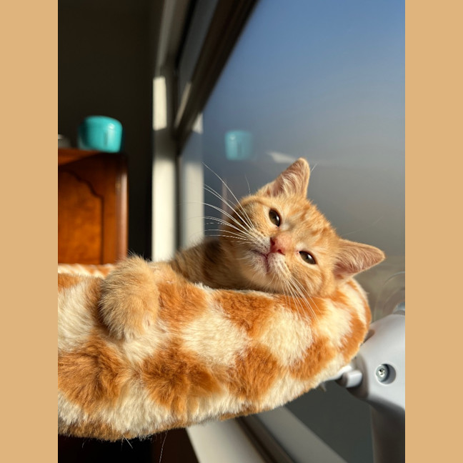 Photo of Sesame