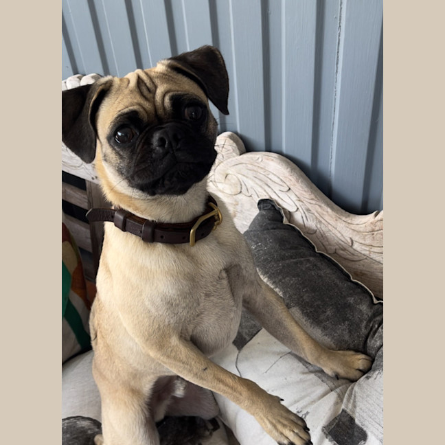 Photo of Freddie 🐶