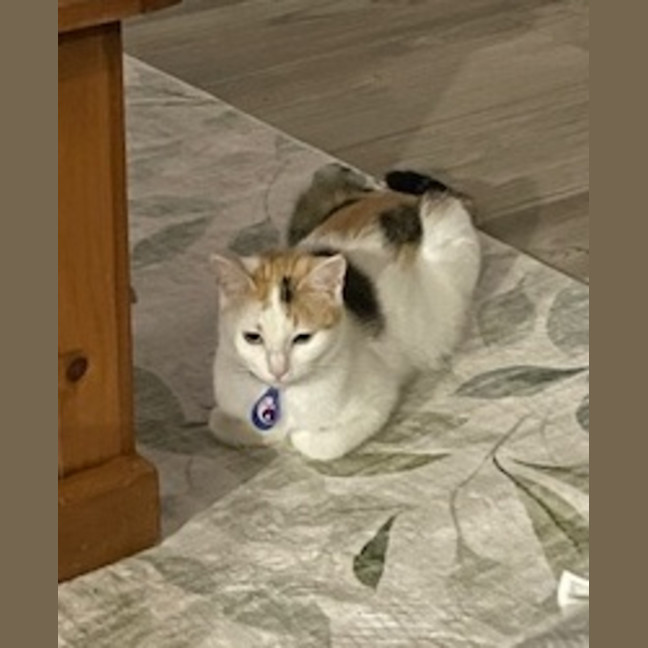 Photo of Butterscotch 